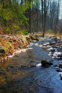 Waldbach by Bernhard Kaiser