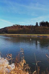 Schwäne im Fluss by Bernhard Kaiser