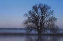 Baum am Fluss ( rechts ) von Bernhard Kaiser