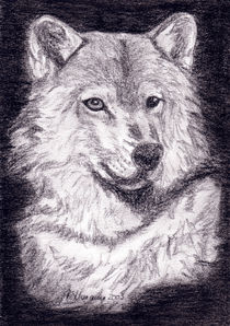 Wilder Wolf by Susanne Edele