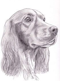 Cockerspaniel von Susanne Edele