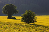 Frühlingslandschaft von Wolfgang Dufner