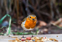 Go Away, It's Mine... by Graham Prentice