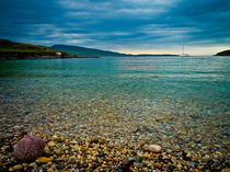 Lonely Urchin On A Pebble Beach von Derek Beattie