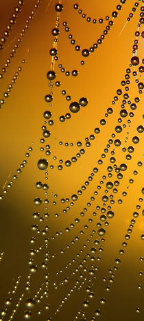 Water drops in the web von Odon Czintos