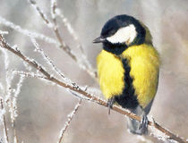 Great tit birds on twig  by Odon Czintos