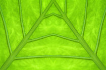 Green leaf von Odon Czintos