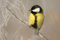 Tit portrait by Odon Czintos