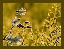 Flowers von Odon Czintos