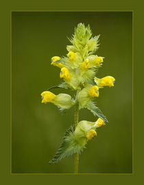 Yellow flower by Odon Czintos