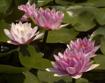 Water lilies flowers von Odon Czintos