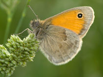 Butterfly von Odon Czintos