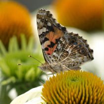 Distelfalter auf Echinacea von Dagmar Laimgruber