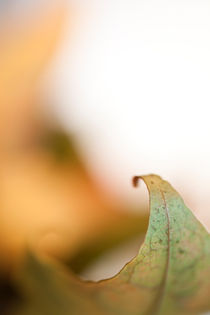 autumn leaf von studioflara