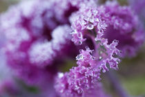 decorative cabbage leaf and dew by studioflara