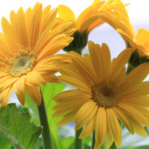 Gerbera - Blumen Poster und Leinwand Bild von Falko Follert Art-FF77 Gerbera, Blume, Blumen, Natur, Zeitlos, Blumenbild, Dekorativ, Makro, Blüte, Blühen von Falko Follert