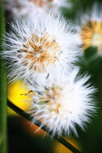 Pusteblume von Falko Follert