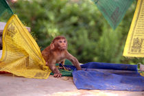 Baby Monkey Playing on Prayer Flags Swayambhu Step von serenityphotography