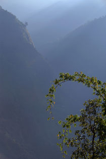 Bamboo and Morning Mist near Tatopani von serenityphotography