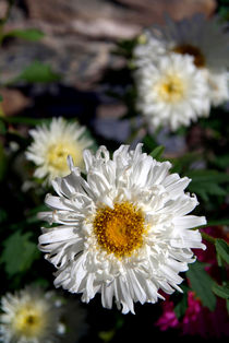 Daisies in Pisang von serenityphotography