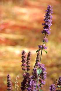 Lavendar Against Buckwheat by serenityphotography