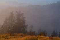 Morning Mist Poon Hill von serenityphotography