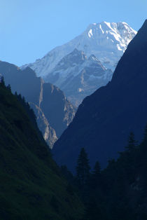 Pines and Mountains near Dharapani von serenityphotography