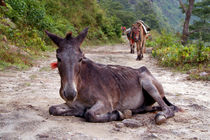 Resting Mule on the Path von serenityphotography