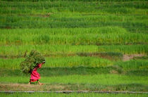 Woman Harvesting Crops near Bhaktapur by serenityphotography