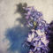 Hyacinth-rb-c-sybillesterk