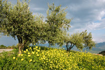 PRIMAVERA - CACCAMO - Sicily von captainsilva