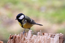 Kohlmeise - Great Tit by ropo13