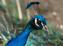 Neugieriger Pfau (peacock) by Dagmar Laimgruber