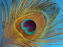 Pfauenfeder (feather, peacock) von Dagmar Laimgruber