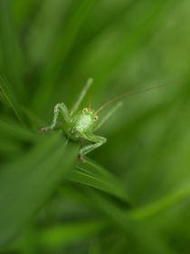 Grashüpfer (grasshopper) von Dagmar Laimgruber