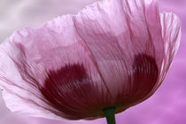 Mohn von Christine Bässler