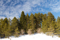 Forest and Clouds von Evren Kalinbacak