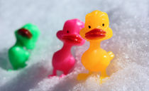 Ducks in the Snow von Crystal Kepple