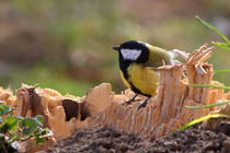 Kohlmeise - Great Tit von ropo13