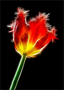 Parrot Tulip von Alice Gosling