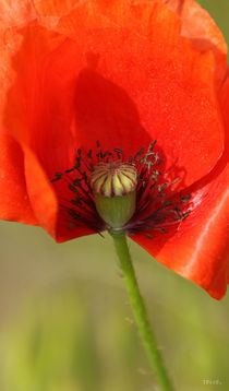 Poppy seed von Ines Schäfer