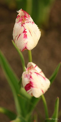 Tulips by Ines Schäfer