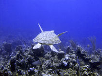 Green Turtle Swimming by serenityphotography