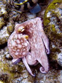 Octopus on the Rocks by serenityphotography