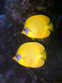 Pair of Yellow Butterflyfish by serenityphotography