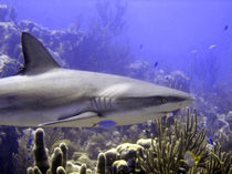 Shark Swimming Past by serenityphotography