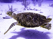 Swimming Hawksbill Turtle by serenityphotography