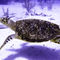 Swimming-hawksbill-turtle-5