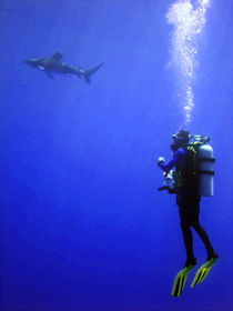 Watching the Oceanic Whitetip von serenityphotography