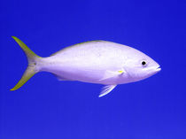 Yellowtail Snapper From Side von serenityphotography